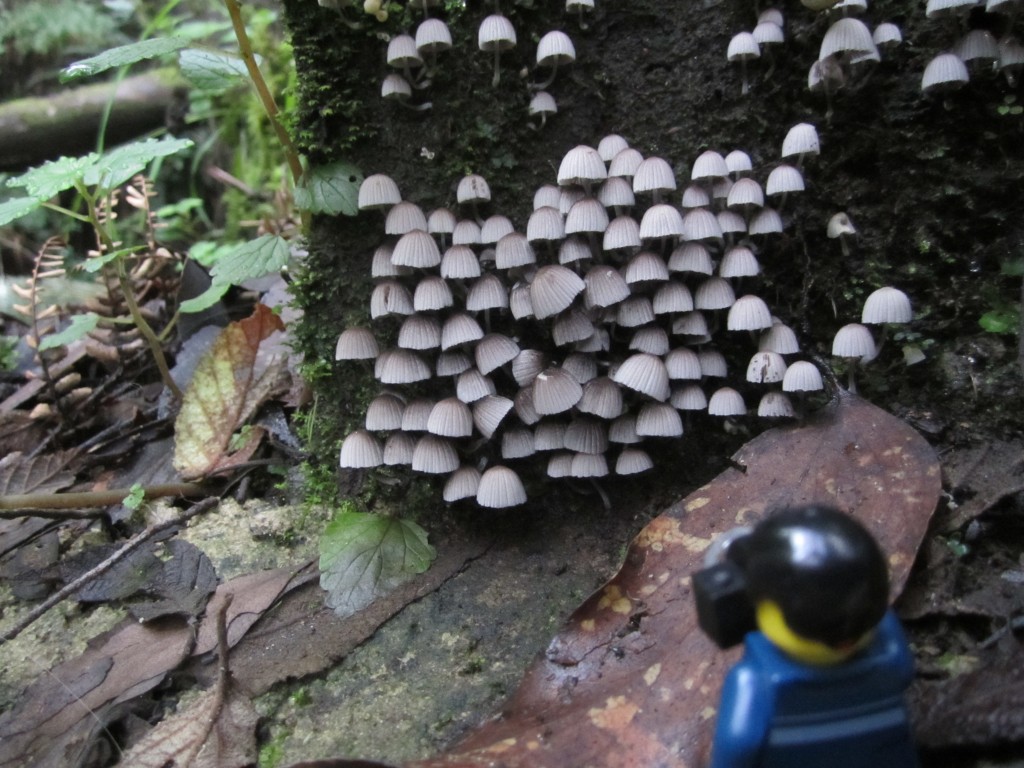 Cool Mushrooms