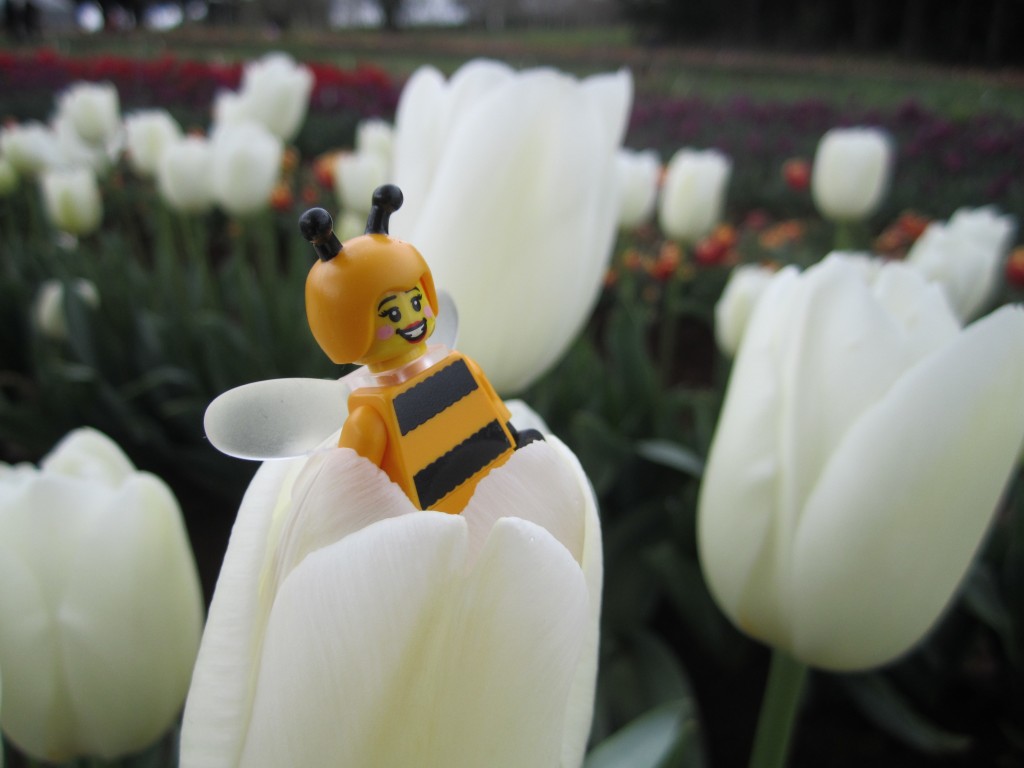 LEGO Bumblebee Girl at Tulip Festival 2014 (14)