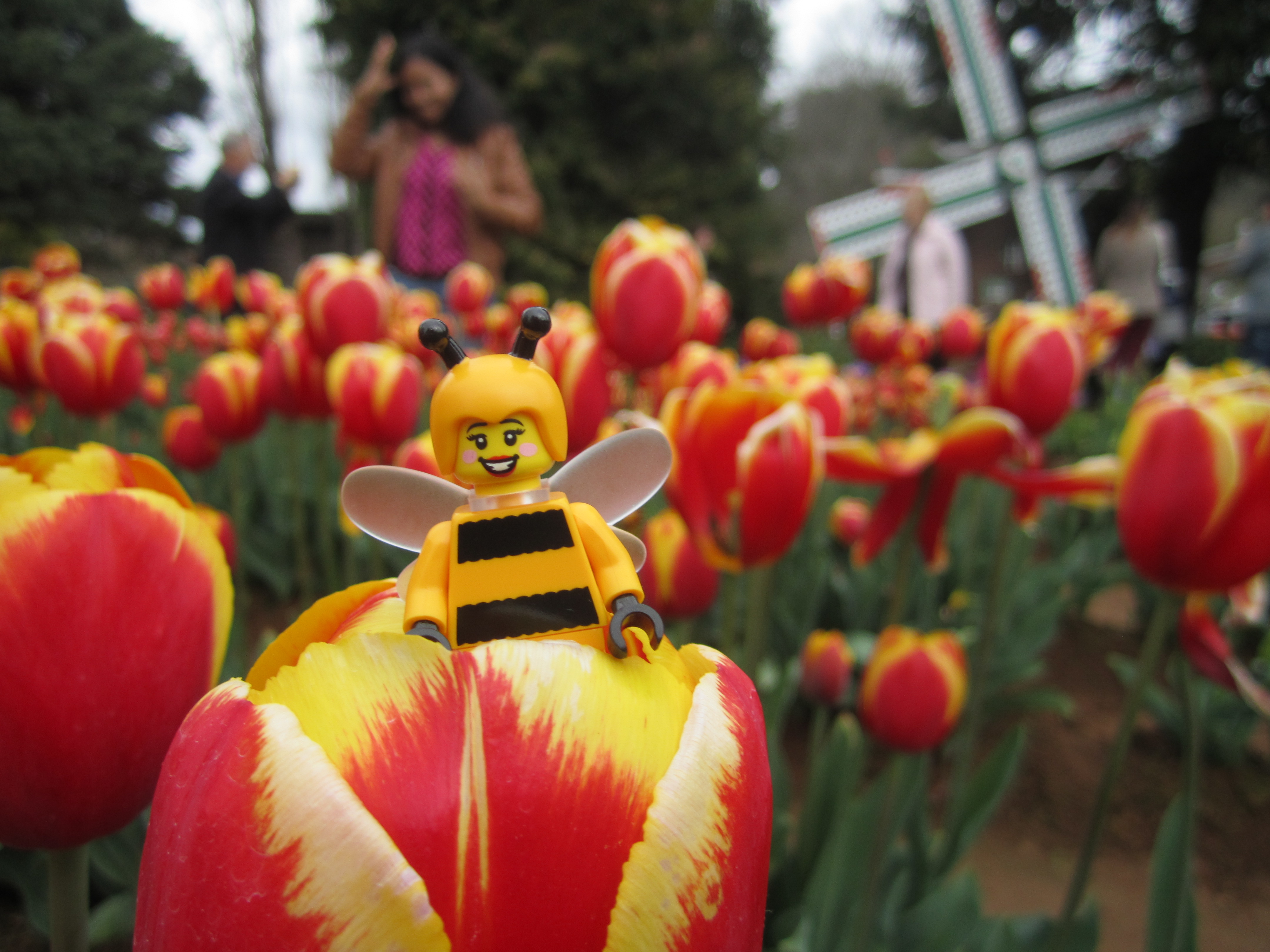 Busy as a bee at the Tesselaar Tulip Festival - Jay's Brick Blog