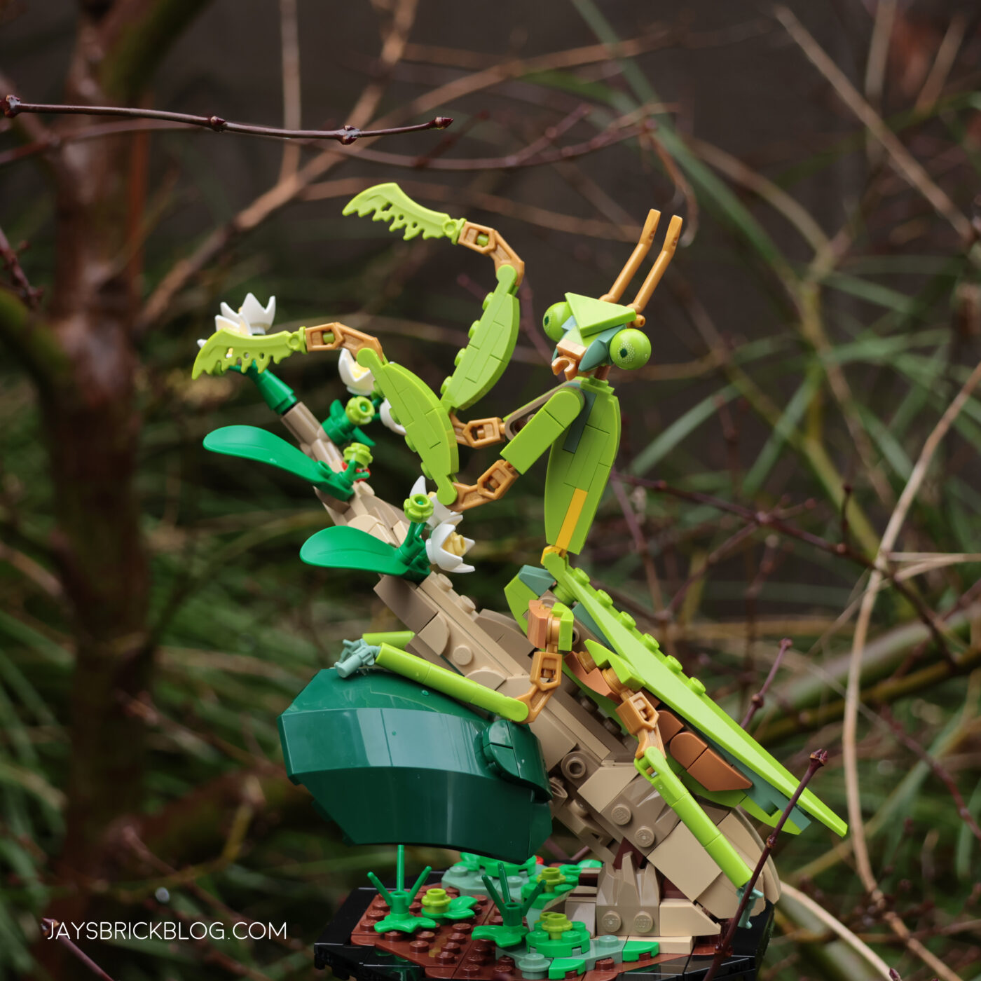 LEGO 21342 The Insect Collection Chinese Mantis Photography